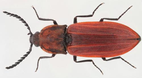 Réf. 238 539 : Anostirus parumcostatus